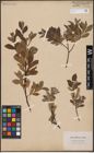 Foto von Salix aurita L. x Salix lapponum L.